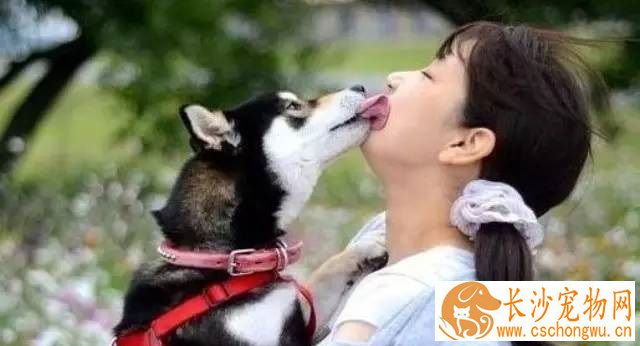 狗狗口臭是什么原因 怎样帮助狗狗除口臭