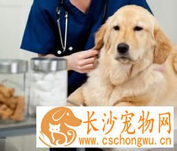 小狗什么时候驱虫 为什么要给狗狗驱虫