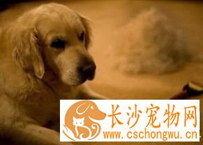 狗狗掉毛怎么办 狗狗掉毛有哪些原因