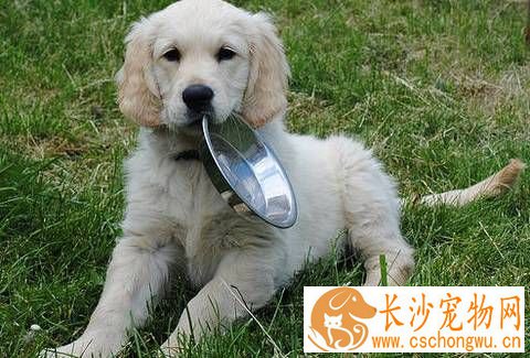 狗狗为什么不吃东西 要排除狗狗是否生病