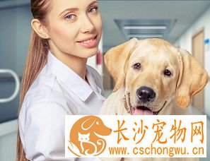 狗狗绝育手术多少钱 跟狗狗的体积也有关系