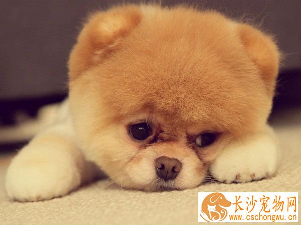 狗狗吐了是怎么回事 频繁的呕吐可能是生病了