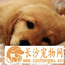 狗吐黄水是怎么回事 什么原因导致狗狗吐黄水