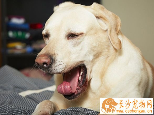 小狗咳嗽吃什么药好 根据症状去吃药