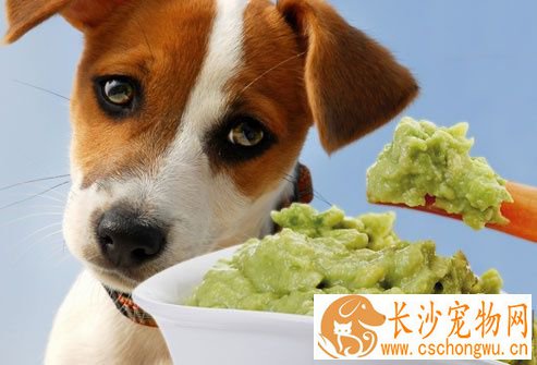 狗狗不吃东西没精神 是不是狗狗生病了
