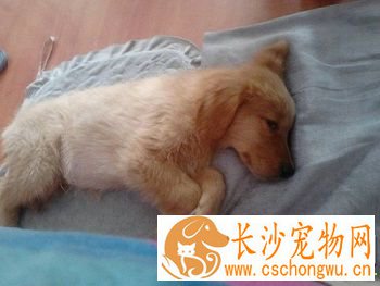 狗狗又吐又拉稀怎么办 情况严重尽量去医院