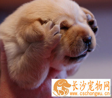 狗狗多大做绝育好 绝育的费用大概在多少