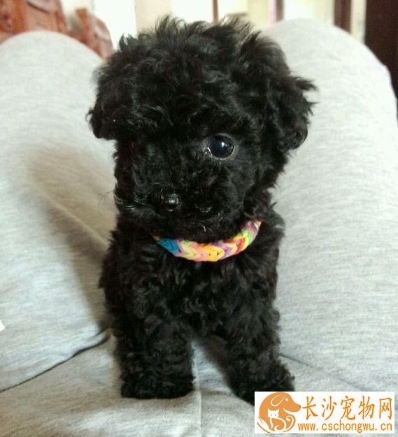 狗狗为什么要做绝育 做绝育的好处是什么