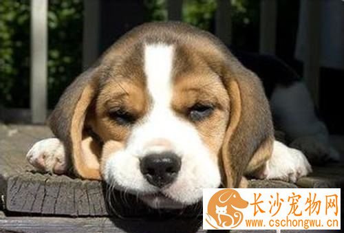狗狗绝育手术价格 手术早点好还是晚点好