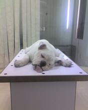 狗狗做绝育手术多少钱 狗狗做绝育的好处
