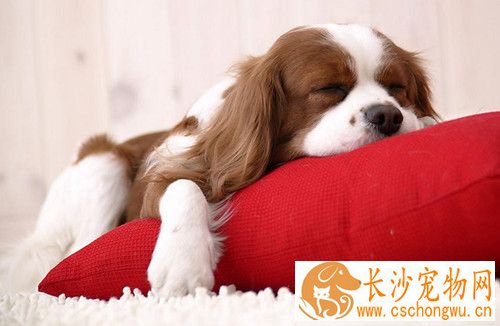 狗狗吐黄水怎么回事 先帮助狗狗止吐然后送医院