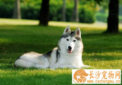 狗狗做结扎多少钱 手术之后宠物会发胖吗