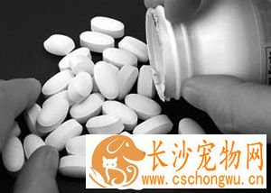 人吃的钙片狗能吃吗 几种给狗狗吃的补钙食物