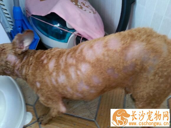 狗皮肤病会死吗 什么是狗狗的皮肤病