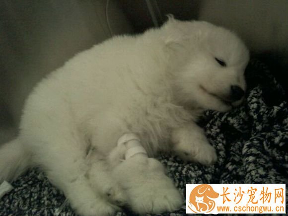 小狗得了细小会死吗 细小初期症状有哪些