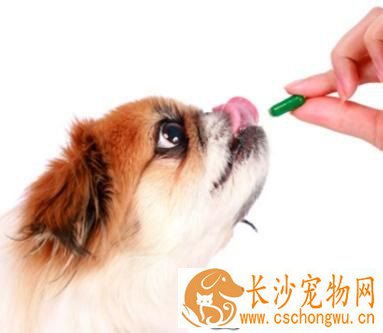 狗吃什么药会死 人吃的药狗狗不一定能吃