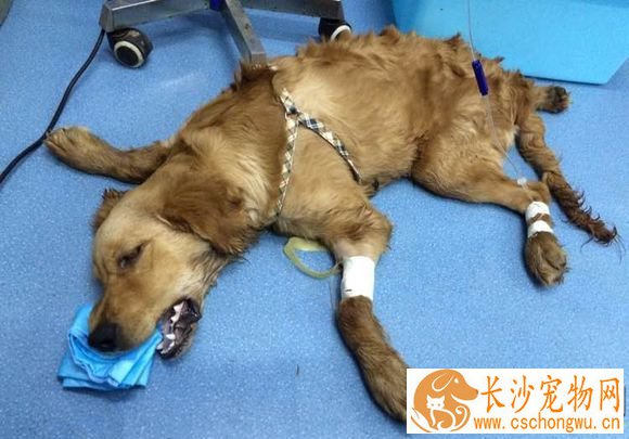 公狗狗做绝育好吗 未绝育公狗狗的常见病