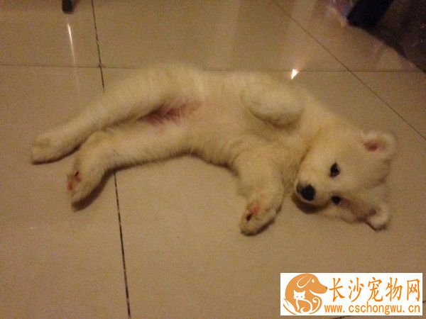 狗狗吐黄水怎么回事 积极观察狗狗的变化