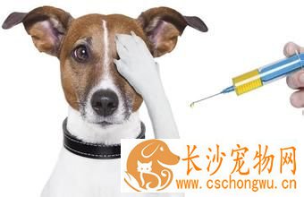 狗打完疫苗后的不良反应 哪些情况需要送院就诊
