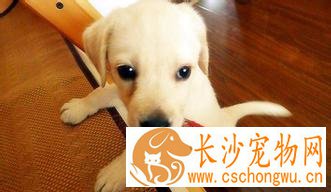 狗不打疫苗会怎么样 注射疫苗100%不被传染吗