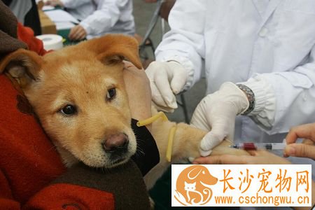狗每年都要打疫苗吗 为什么狗狗要接种疫苗