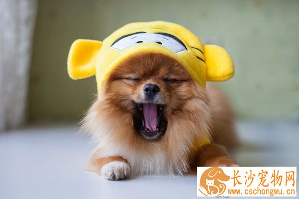 狗狗不怎么吃东西 它不吃食物的原因有哪些