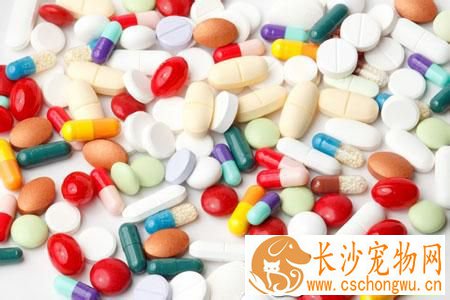 狗吃了药怎么办 狗狗老鼠药中毒的对策