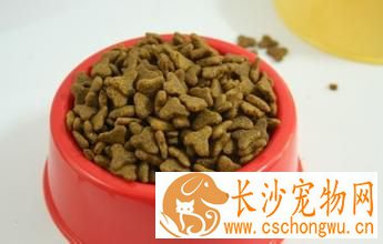 泰迪几个月吃干狗粮 三四个月开始增加干狗粮