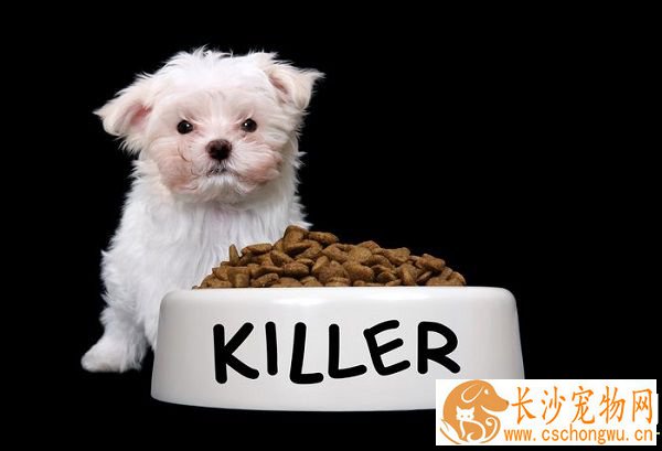 猫吃不吃狗粮 猫咪为什么不能吃狗粮