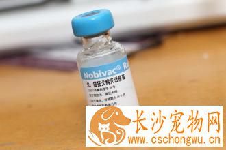 狂犬疫苗什么时候打 注射疫苗的时间
