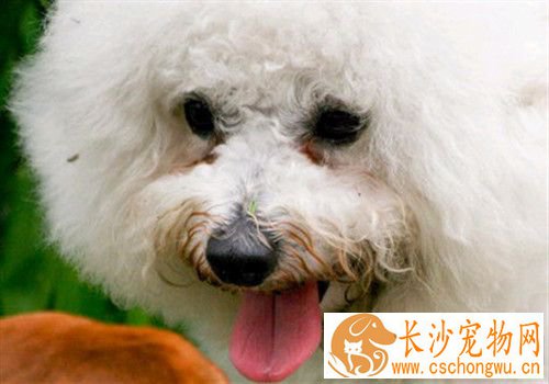 狗狗有泪痕怎么办 解读消除泪痕的几大方法