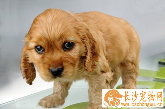 小狗发抖是什么原因 除了天气有哪些原因会导致