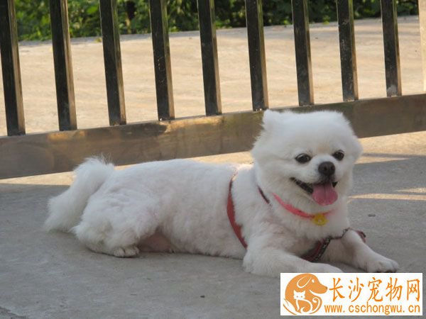 狗多大可以配种 告诉你狗什么时候可以配种
