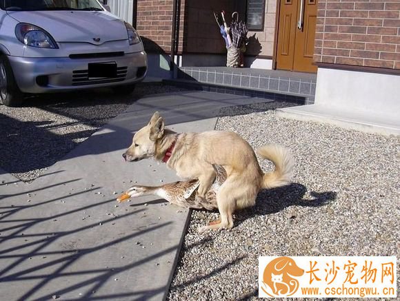 狗第一次发情配种的最佳时间 检测方法是什么