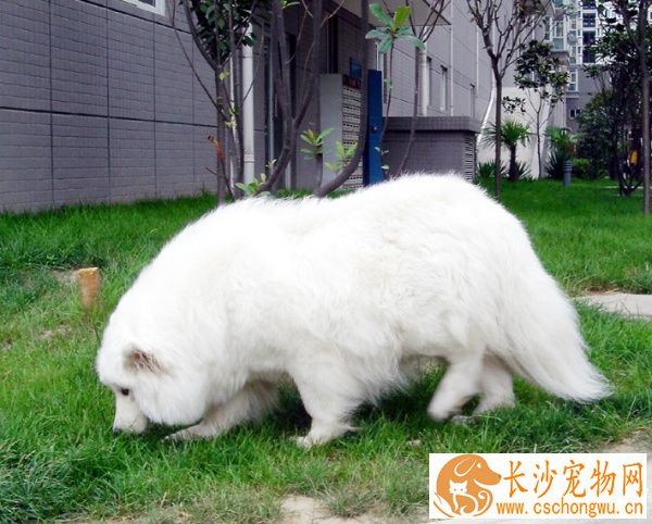 怎么判断狗狗有没有怀孕 狗狗生产前的征兆