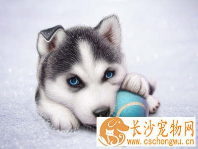 狗怀孕了怎么办 狗怀孕应该要注意什么