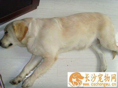 狗怀孕几个月能生狗 怀孕时间怎么算什么时候生