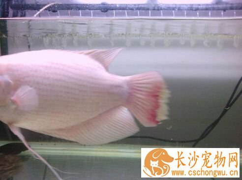 招财鱼烂尾用什么药 烂尾的治疗方法详解