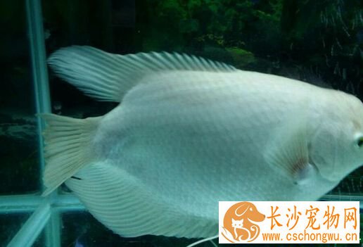 招财鱼烂尾是什么原因 由饲水不良引起