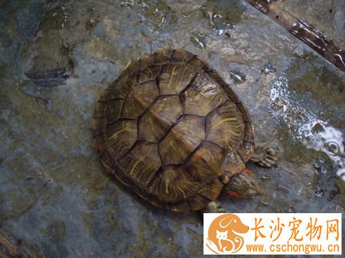 乌龟败血症 败血症早期肌肉需要注射链霉素
