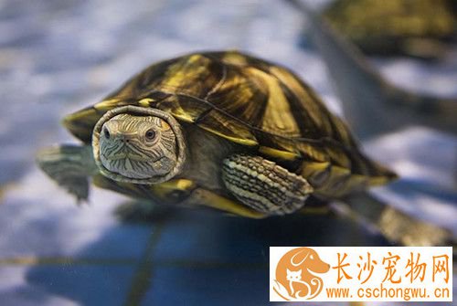 乌龟鳃腺炎 温室饲养的稚幼龟发病率较高