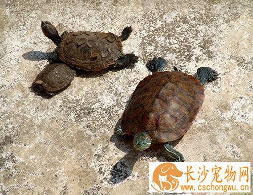 乌龟体内寄生虫 乌龟体内寄生虫治疗方法