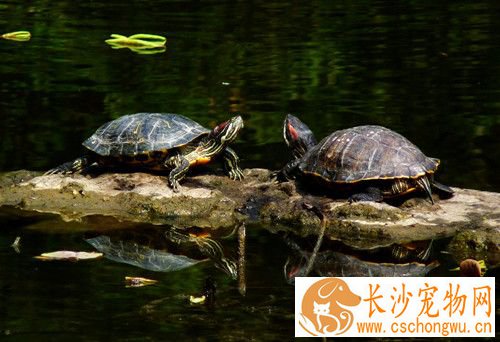 乌龟蚂蟥病 乌龟蚂蟥病的症状及治疗方法