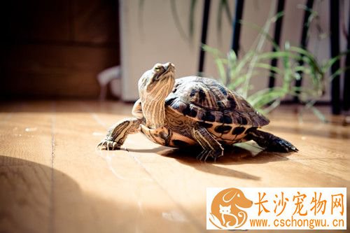 乌龟纤维肿瘤 乌龟纤维肿瘤症状及治疗方法
