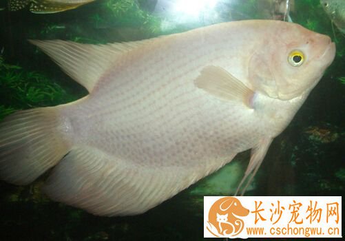 招财鱼不吃鱼食 不吃食的原因及解决方法