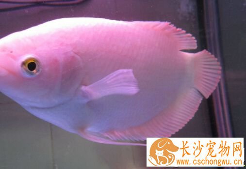 招财鱼烂身怎么办 其预防及治疗的方法