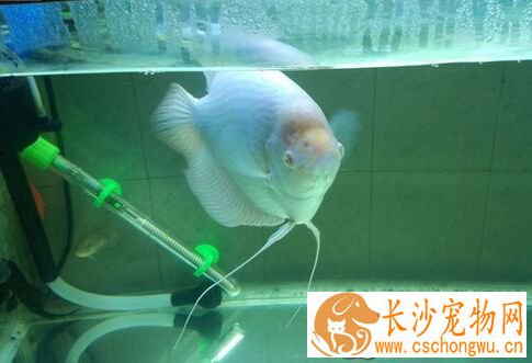 招财鱼凸眼 带大家了解招财鱼的突眼病