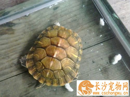 乌龟难产 乌龟难产的症状及治疗方法