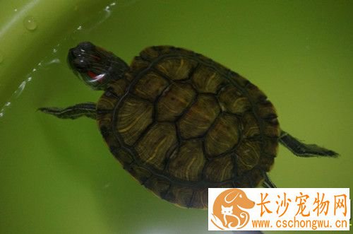 乌龟腹泻 乌龟的活动场所用二氧化氯消毒