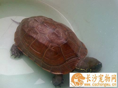 乌龟烂尾病 乌龟烂尾病的症状及治疗方法